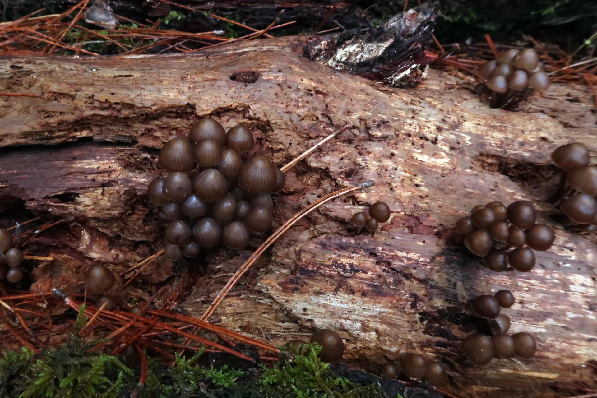 Mycena alcalina - 1 - IMG_8056